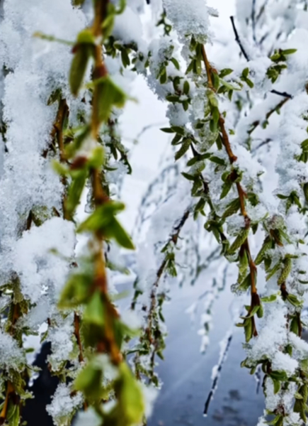 桃花雪景2、.jpg 桃花雪景2、.jpg