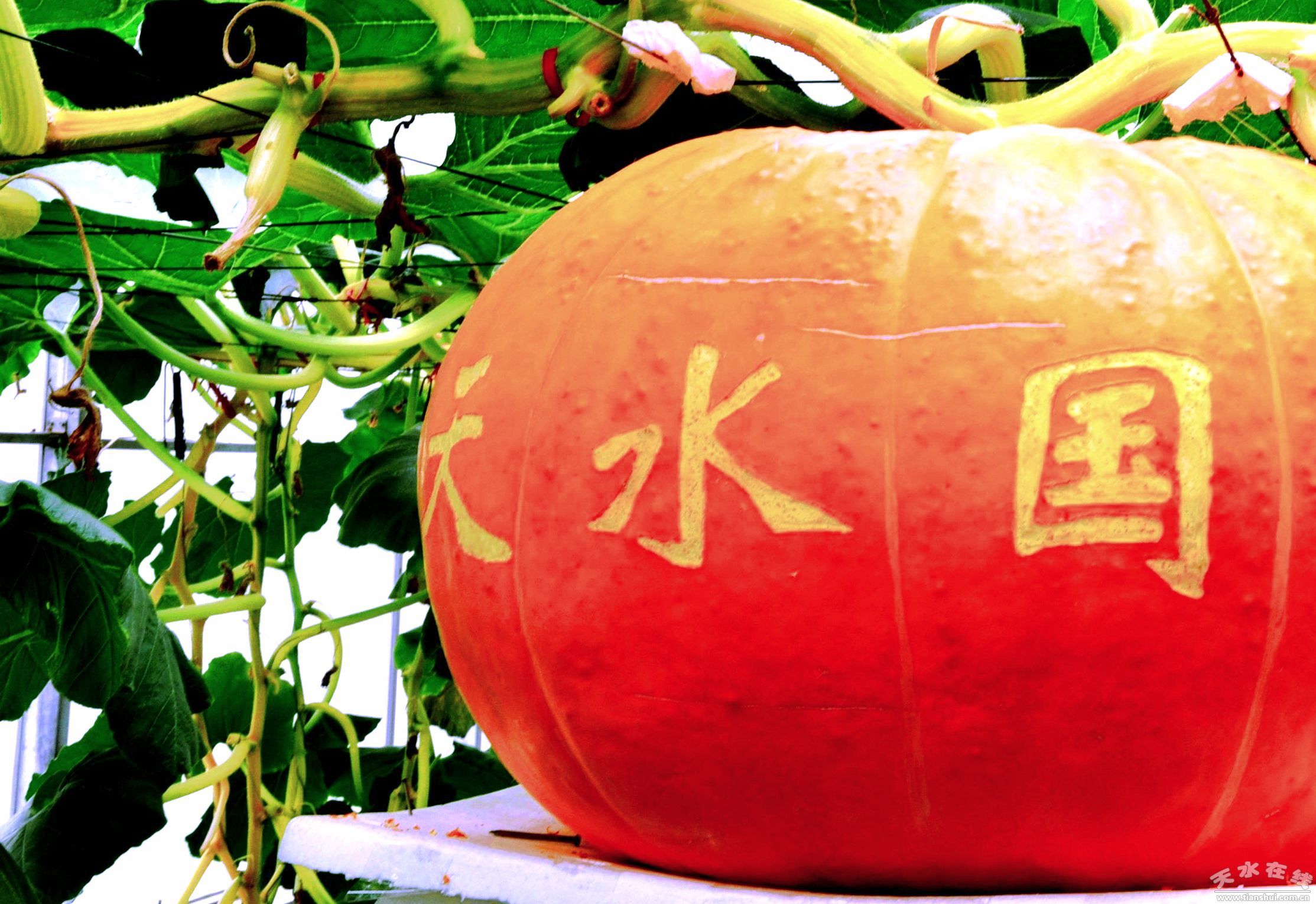 1511316754798971.jpg 6.jpg