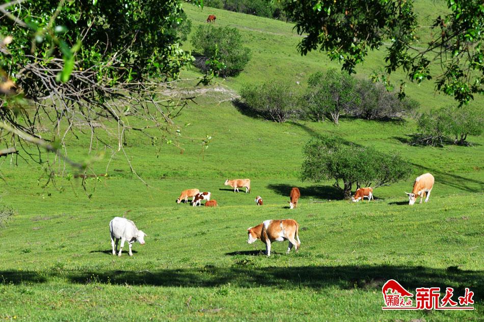 关山云凤山景区.jpg 关山云凤山景区.jpg