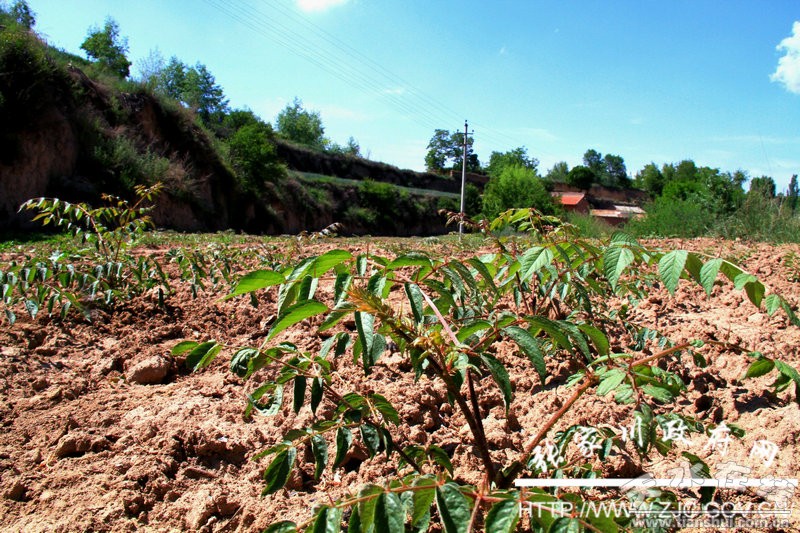 张家川县乌龙头.jpg 张家川县乌龙头.jpg