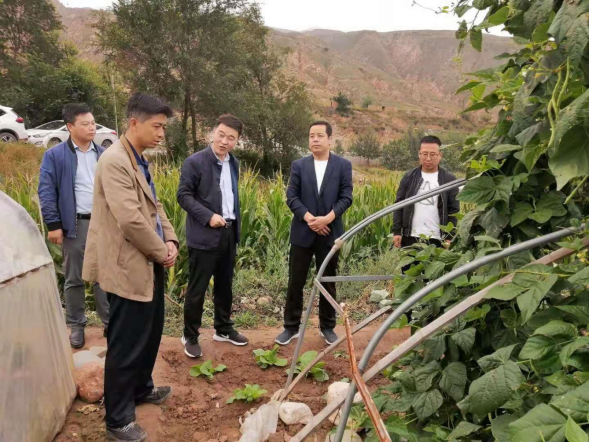 武山县调查指导设施蔬菜基地改造提升和钢架大棚建设工作71.png