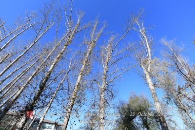 街亭遗址森林公园.gif 街亭遗址森林公园.gif