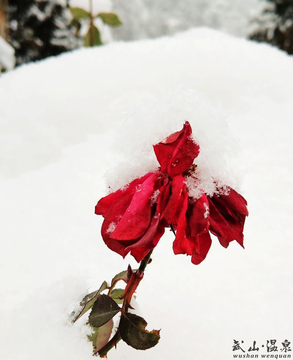 1517216871734939.jpg 6.jpg