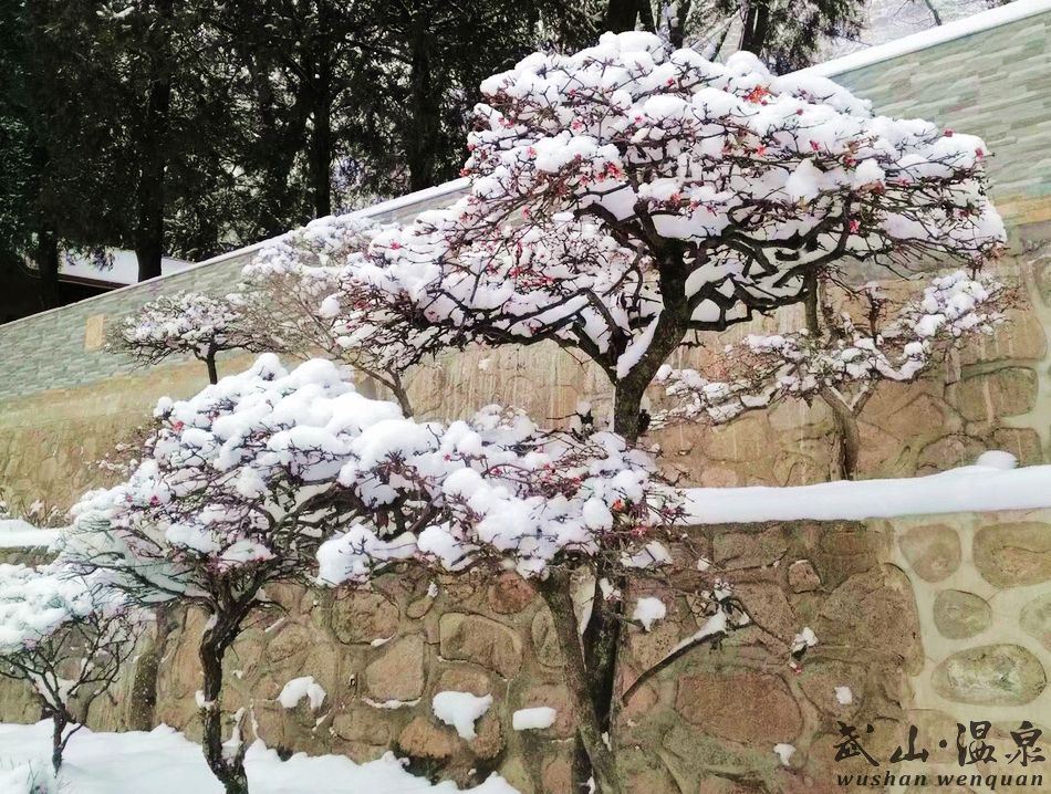 1517216897832148.jpg 8.jpg