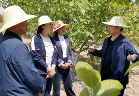 县人大视察科技干鲜果产业建设5.20115.png